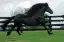 Sonhar que viu um cavalo grande, significa felicidade. Cavalo preto, indica aborrecimento. Cavalo de corrida: brigas com pessoas amigas.